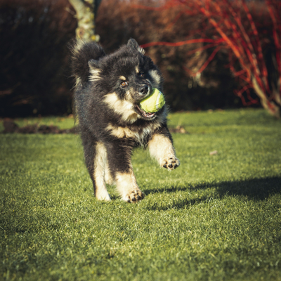 The Joy of Pets: Perfect Partners in Life and Play