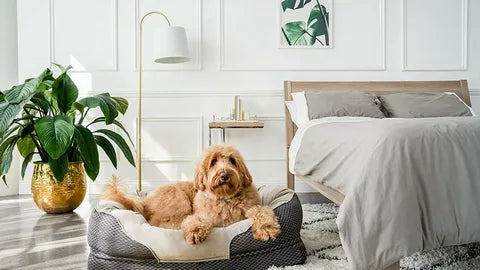 Pet Bedding & Furniture