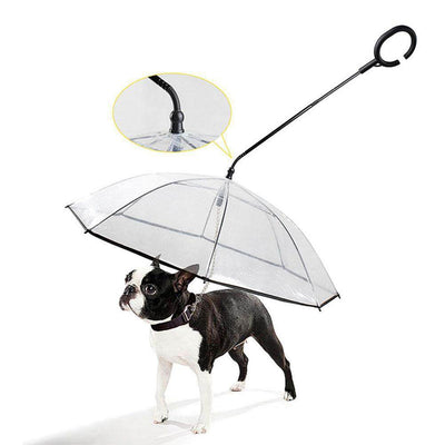 A small dog walking under a transparent, adjustable C-type umbrella, staying dry during a rainy day